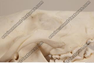 photo reference of skull 0051